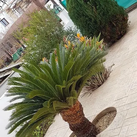 Olgas *