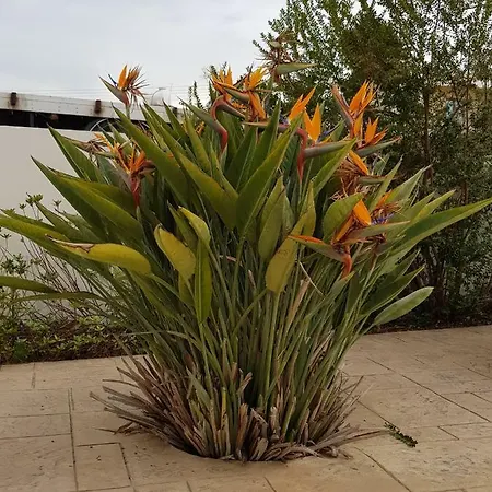 Semesterbostad Olgas Agia Marina (Northern Cyprus)